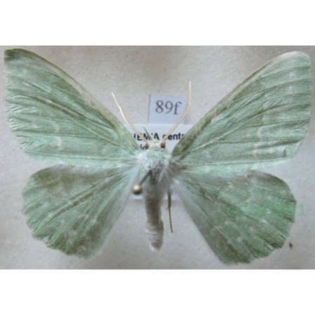 Geometra papilionaria (Linnaeus, 1758) Miernik zieleniak Czech89f